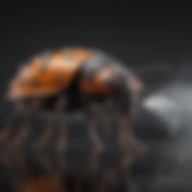 Close-up of fogger nozzle releasing bug control solution