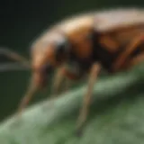 Foliage-Piercing Insect Targeted by Bayer Delta Dust