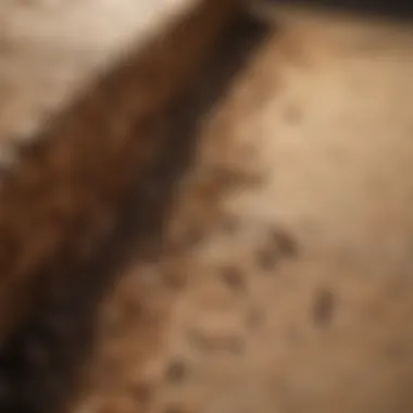 Foreboding Termite Trails Foreboding Termite Trails