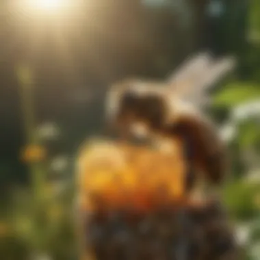 Infographic depicting the ecological benefits of honey bees in the environment.