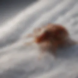 Thermal image depicting temperature variations during freezing