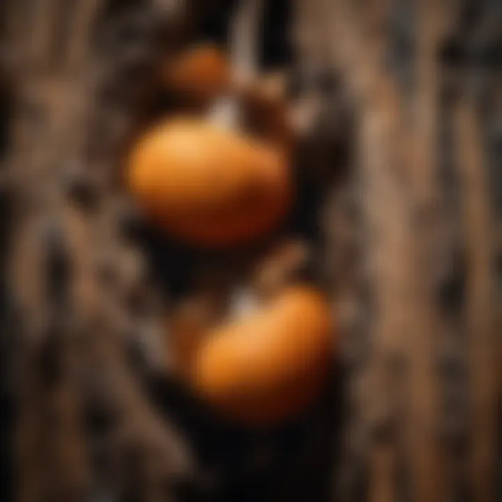 Elegant Fruiting Bodies Fruiting Bodies of Wood Decay Fungi