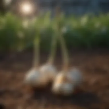 Precise Application of Garlic Stakes Garlic Stake Application Technique