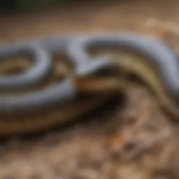 Garter Snake Behavior Patterns