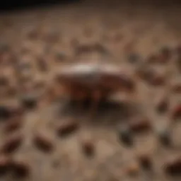 German cockroach bait types