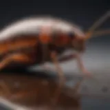 German roach gel application process