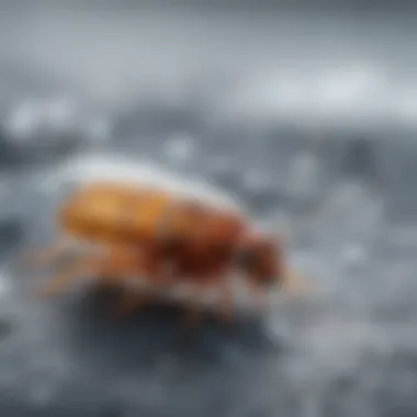 Close-up of snow flea eggs on icy ground