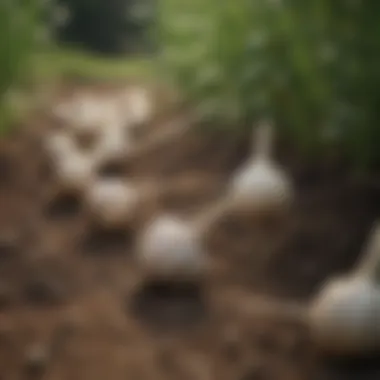 Effectiveness of Garlic Stakes Gopher Repellent Garlic Stakes
