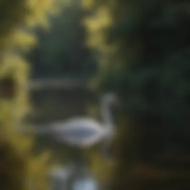 Serene Lake Reflection Graceful Swan gliding across serene lake with reflection
