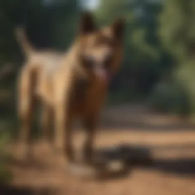 Utilizing Guard Dogs for Snake Protection Guard Dogs as Snake Deterrents