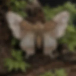 Detailed life cycle stages of the gypsy moth