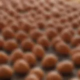 Detailed close-up of hatched bed bug eggs under a microscope