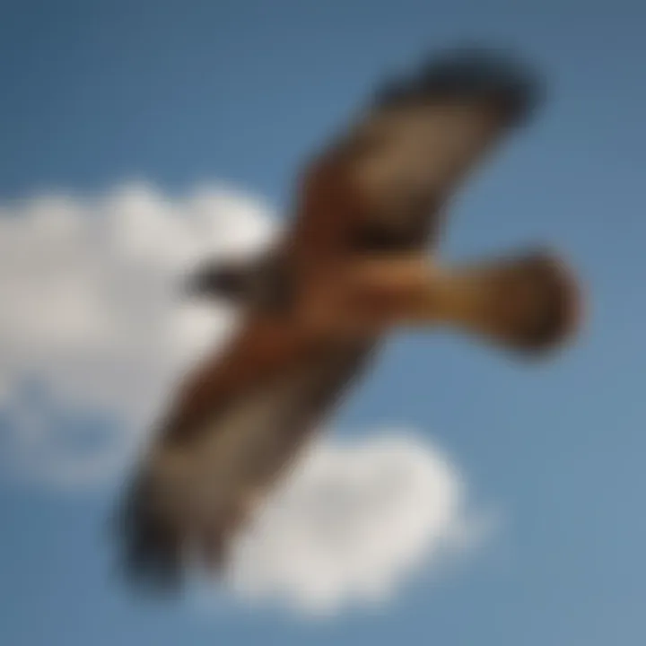 A flying hawk decoy soaring across a clear blue sky