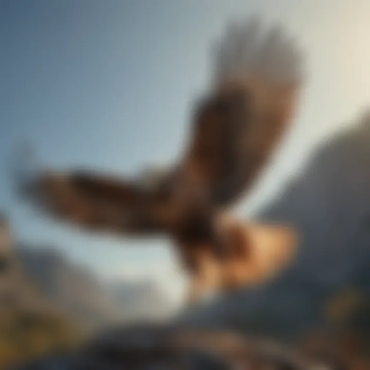 Hawk soaring with wings spread wide