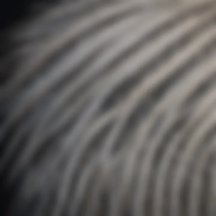 Close-up of heron's elegant feather pattern