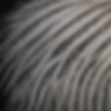 Elegant Heron Feather Detail Close-up of heron's elegant feather pattern