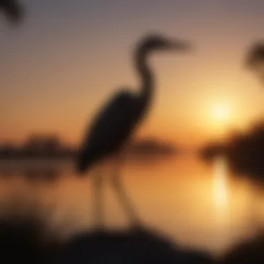 Heron Silhouette at Sunset Silhouette of a heron during sunset