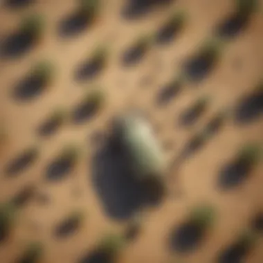 Aerial view of high desert landscape with infestation