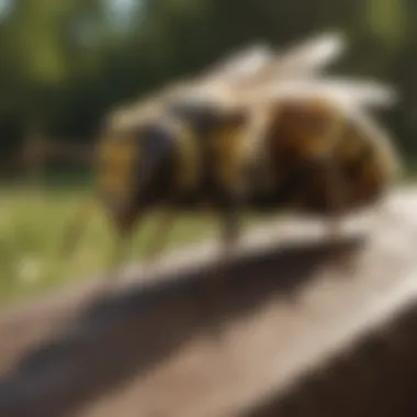Eco-Friendly Approaches to Pest Management Eco-friendly pest control solutions