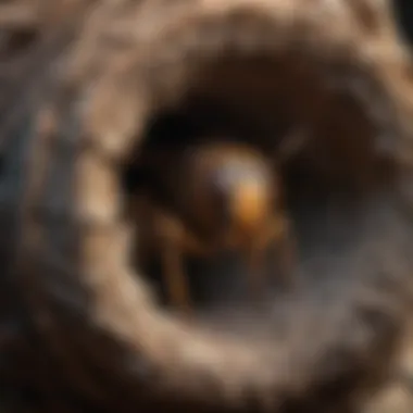 Hornet Nest Inspection Guide