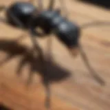 Close-up of Carpenter Ant Close-up of carpenter ant on wood