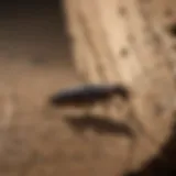 Earwig crawling on wood