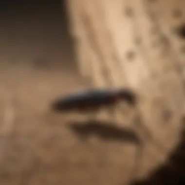 Earwig crawling on wood