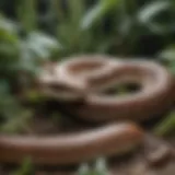 Identifying Small Snakes in Your Surroundings A detailed view of a small snake nestled in a garden