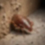 Close-up of bed bug hiding in a crack
