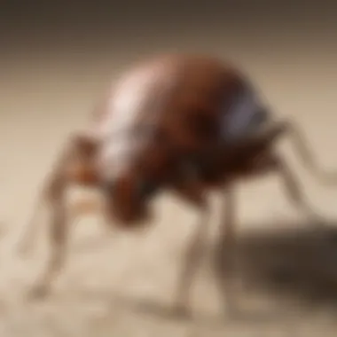 Bedbug Bite Identification Illustration of bedbug bite