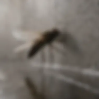 Spotting Drain Flies in Your Basement Identifying Drain Flies in Basement