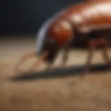 A close-up of a highly effective roach killer product