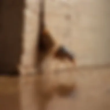 Professional Inspection for Termite Control Pest control professional inspecting termite damage