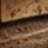 Insect infestation in wood structure