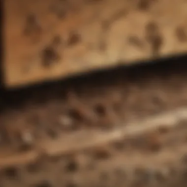 Insect infestation in wood structure