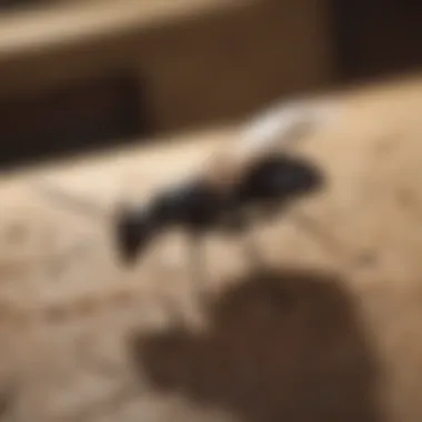 Implications of Carpenter Ant Dust Usage
