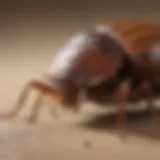 Innovative bed bug vacuuming tool