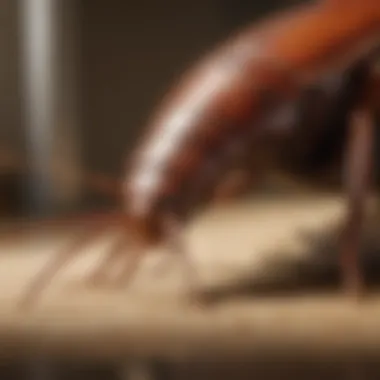 Cutting-Edge Roach Control Technique Innovative Cockroach Control Strategy