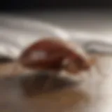 Innovative Bed Bug Trap Design