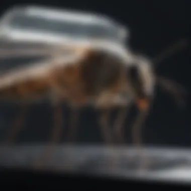 Innovative Electronic Mosquito Trap