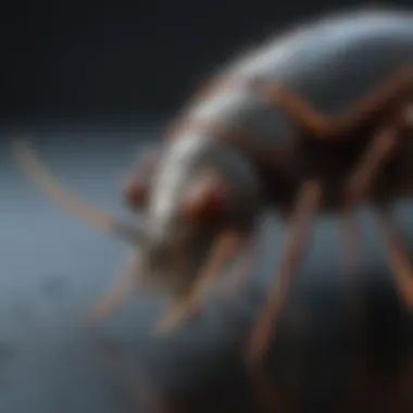 Cutting-Edge Pest Control Innovations Innovative Solutions for Pest Control in Daytona