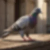 Cutting-Edge Pigeon Repellent Technology Innovative Pigeon Repellent Solution
