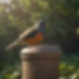 Eco-friendly bird repellent solution
