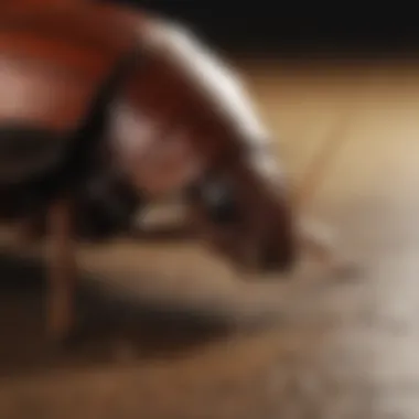 Innovative Roach Control