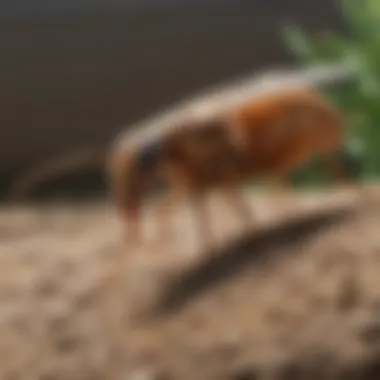 Cutting-Edge Methods to Combat Massey Termite Infestations Innovative solutions for combating Massey termite infestations