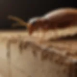 Innovative Termite Inspection Technology