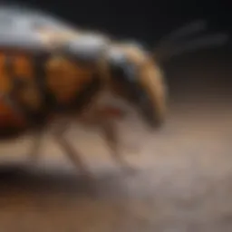 Insect Intelligence Modesto CA