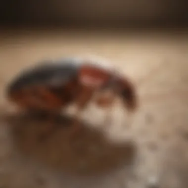 Decoding Insecticide's Impact on Cockroach Communication Insecticide Effects on Cockroach Communication