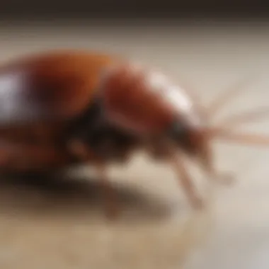Comprehensive Allergy Management Illustration of integrated approach to cockroach allergy management