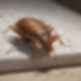 Close-up of bed bug on mattress